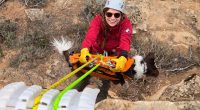 Dog saved after falling over 100 feet at Colorado National Monument