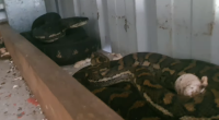 The two snakes were found in the frame of a backyard shed.