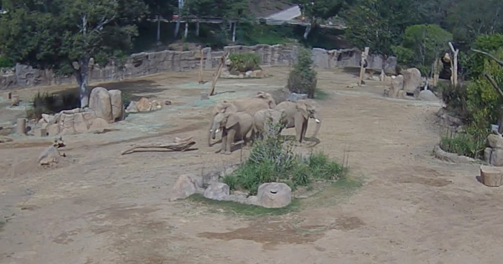 Elephants at San Diego safari park huddle to protect calves during earthquake