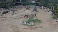 Elephants at San Diego safari park huddle to protect calves during earthquake