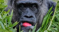 Fatou, the world's oldest gorilla in a zoo, is celebrating her 68th birthday in Berlin