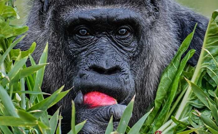 Fatou, the world's oldest gorilla in a zoo, is celebrating her 68th birthday in Berlin