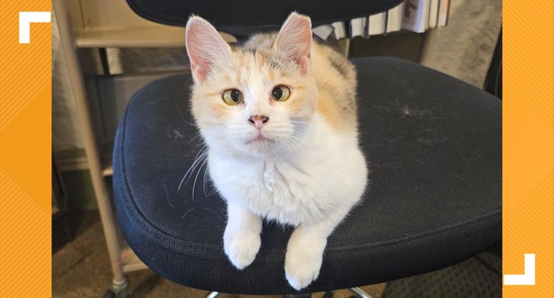 Fredericksburg rallies to keep library cat Pepper