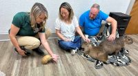 Giant rodents cuddle with visitors at the Capybara Cafe in Florida