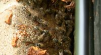 Houston man's pets killed by aggressive bee colony