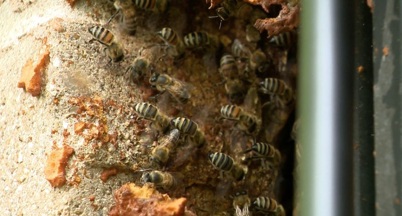 Houston man's pets killed by aggressive bee colony