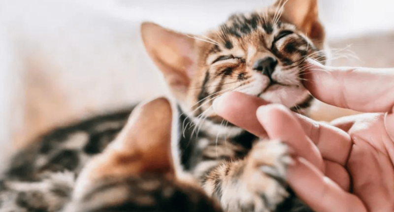 How risky is bird flu for pets? Illinois Extension has answers: