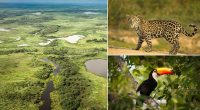 I stayed in Brazil's Pantanal, where you can see the world's biggest jaguars and largest flying parrots