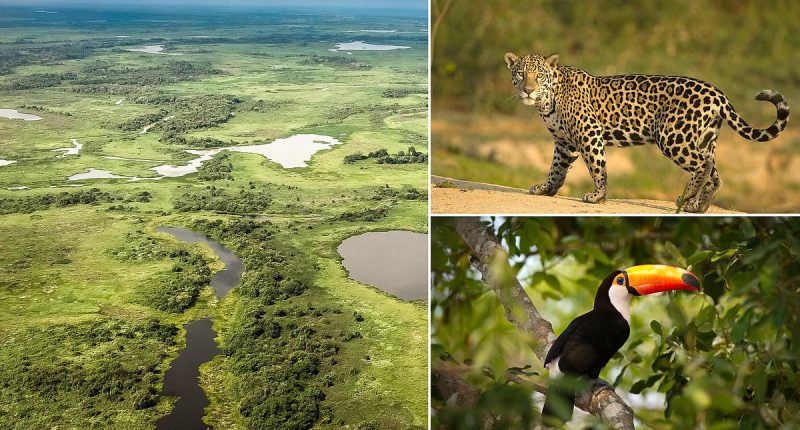I stayed in Brazil's Pantanal, where you can see the world's biggest jaguars and largest flying parrots