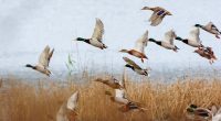 Illinois DNR reminds the public to avoid handling wild animals
