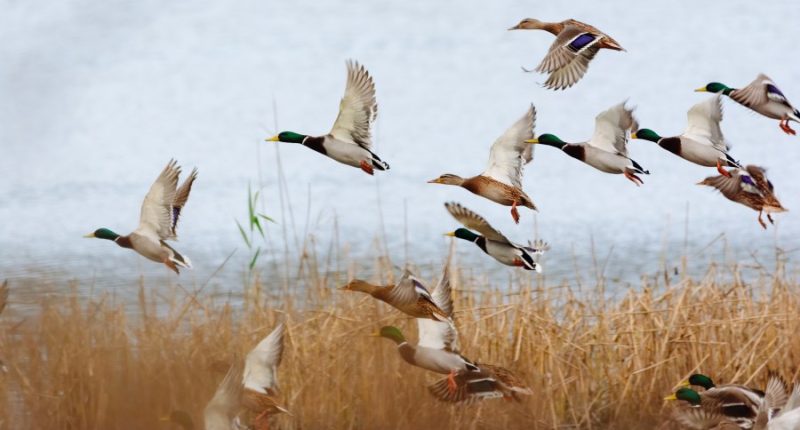 Illinois DNR reminds the public to avoid handling wild animals