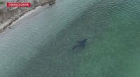 A South Australian fisherman has captured drone footage of a great white shark lurking just metres from a popular South Australian beach.
