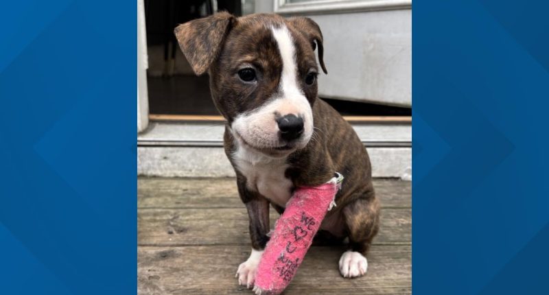 Justice for Junie | Dog found abused in Union City dumpster