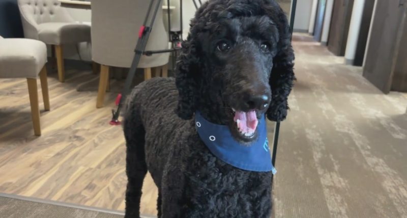 Kansas dentist fights to keep beloved therapy dog in office