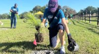 Kissimmee, Osceola County use tree planting to balance growth, environmental impact