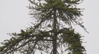Left alone by humans, wildlife returns to the Eaton Fire burn area