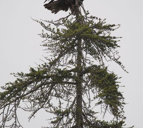 Left alone by humans, wildlife returns to the Eaton Fire burn area