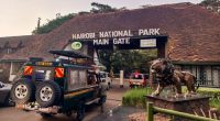 A 14-year-old girl was killed by a lioness outside the Kenyan capital Nairobi when she was snatched at a ranch bordering the southern edge of a national park, the Kenya Wildlife Service (KWS) said yesterday.