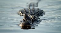 Man attacked by alligator while working in his yard
