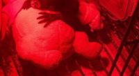 Man sentenced for smuggling baby spider monkeys across border