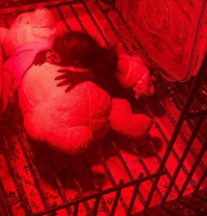 Man sentenced for smuggling baby spider monkeys across border