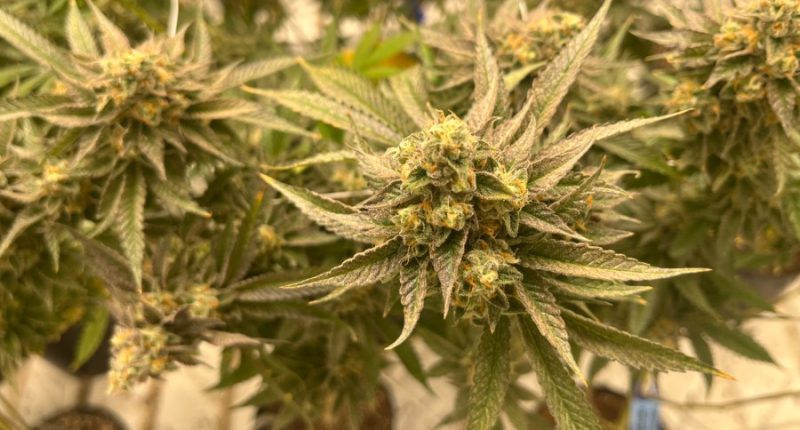 Marijuana pre-rolls coming back positive for mold, yeast in Oklahoma: Lab