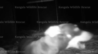 Valerie the miniature daschund that went missing on Kangaroo Island 529 days ago was found last night, a wildlife rescue group has announced.