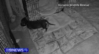 Moment dog missing for 519 days comes agonisingly close to rescue