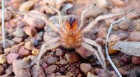 Aname rubrochelicera (new species) female in defensive posture.