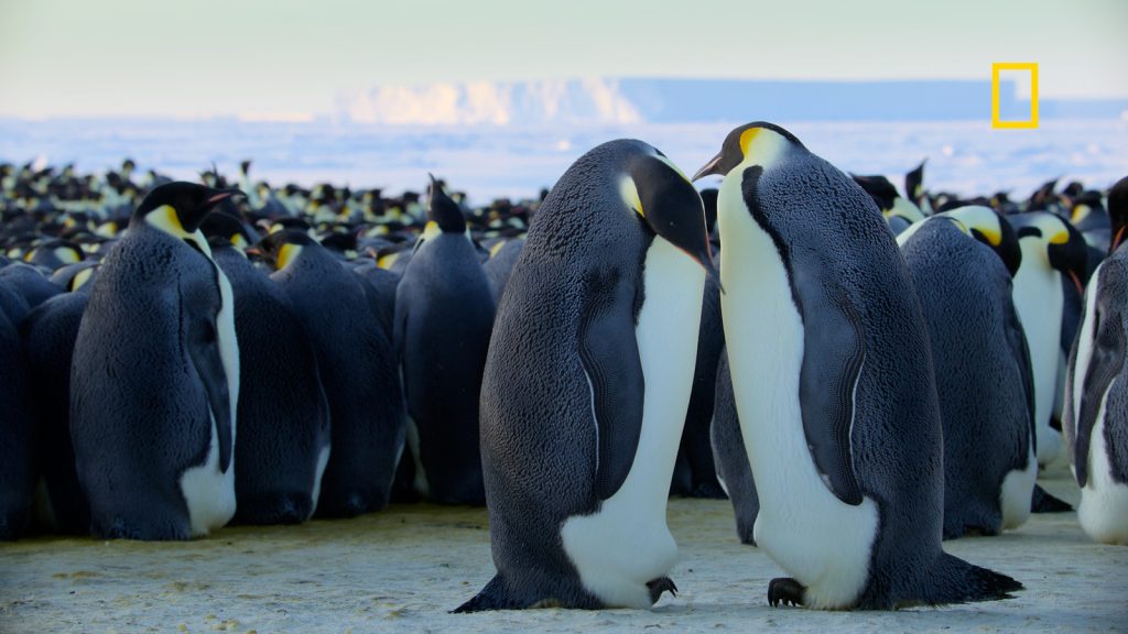 National Geographic's 'Secrets of the Penguins' dives into uncharted waters with explorer Bertie Gregory