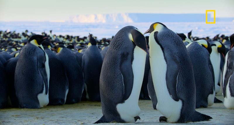 National Geographic's 'Secrets of the Penguins' dives into uncharted waters with explorer Bertie Gregory