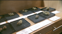 Nevada's 1st cannabis lounge closes its doors