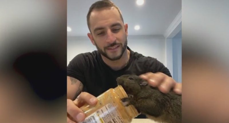 New York lawmakers push 'Peanut's Law' to reform wildlife enforcement