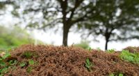 Oklahoma experiencing highest tree pollen levels in years