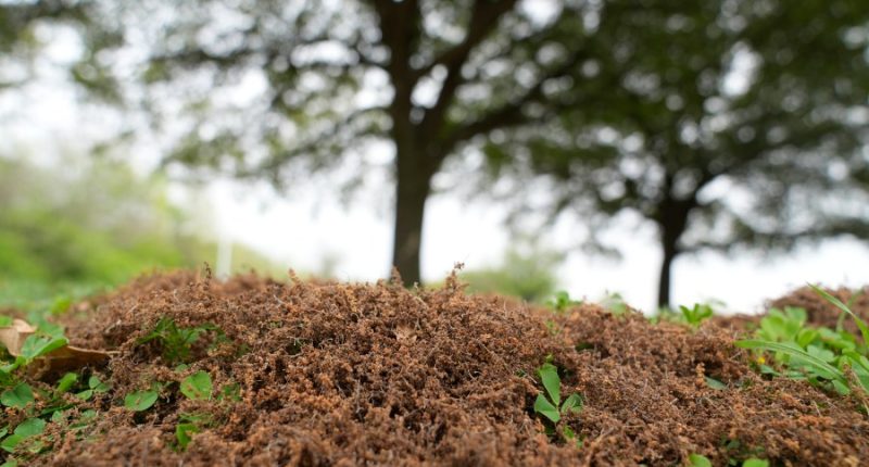 Oklahoma experiencing highest tree pollen levels in years