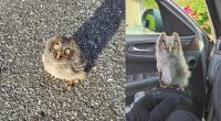 Owlet rescued in Clearwater with the help of detective