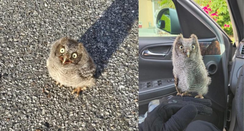 Owlet rescued in Clearwater with the help of detective