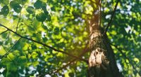 Own a tree? This Florida bill could hold you responsible if it falls — here’s how it works