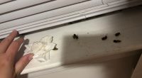 Port Wentworth woman living in bee infested apartment