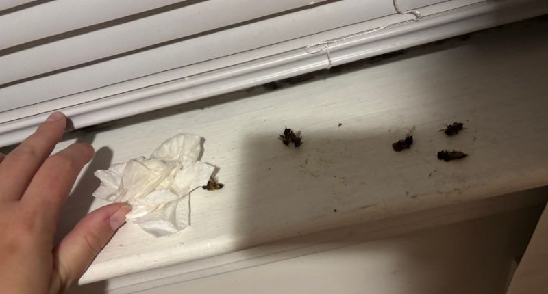 Port Wentworth woman living in bee infested apartment