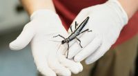 Prague Zoo joins the effort to ensure the survival of a rare insect once considered extinct