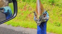 Cassowary seen in South Johnstone on the Cassowary Coast