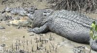 The 4.5 metre saltwater crocodile was discovered near a boat ramp.