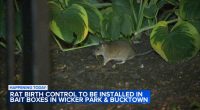 Rat birth control coming to Chicago's Wicker Park, Bucktown neighborhoods after being named rattiest city in America by Orkin