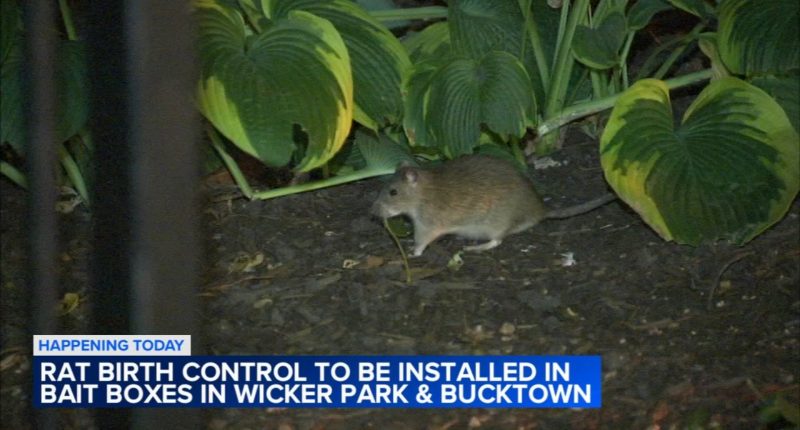 Rat birth control coming to Chicago's Wicker Park, Bucktown neighborhoods after being named rattiest city in America by Orkin