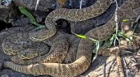 Rattlesnakes emerge from viral 'mega den’ of 2,000 rattlesnakes in Colorado
