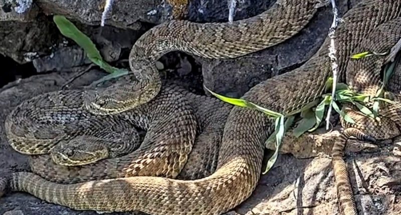 Rattlesnakes emerge from viral 'mega den’ of 2,000 rattlesnakes in Colorado