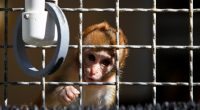 Research monkeys entangled in Trump-Harvard dispute get reprieve