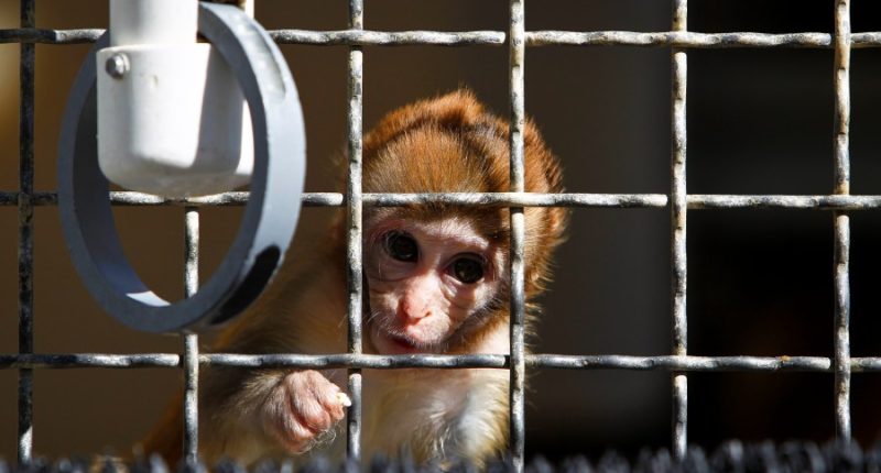 Research monkeys entangled in Trump-Harvard dispute get reprieve