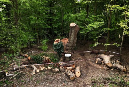 A centuries-old oak tree in Enfield, London, was cut down earlier this month.